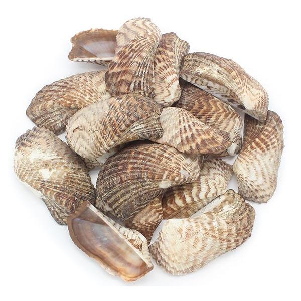 COQUILLAGES DE L'ARCHE
