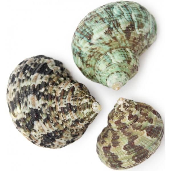 COQUILLAGES TURBO BRUNEUS