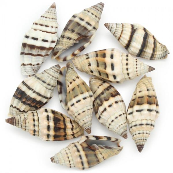 COQUILLAGES VEXILLUM RUGOSUM NOIR