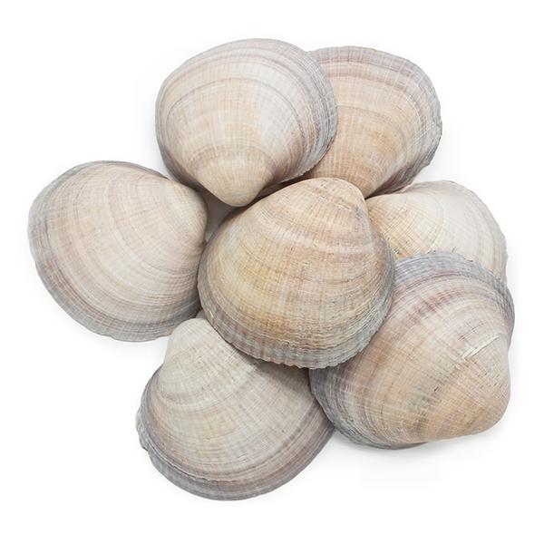 COQUILLE DE MER GLYCYMERIS