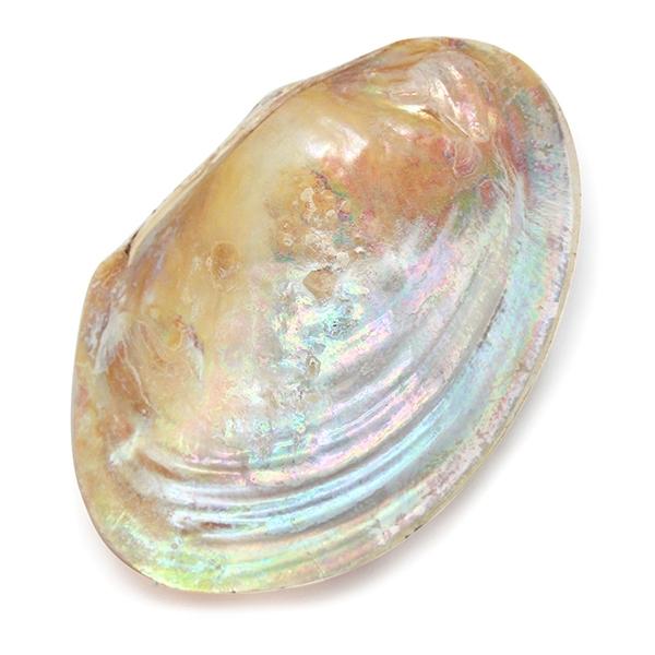COQUILLE DE NACRE NATURELLE