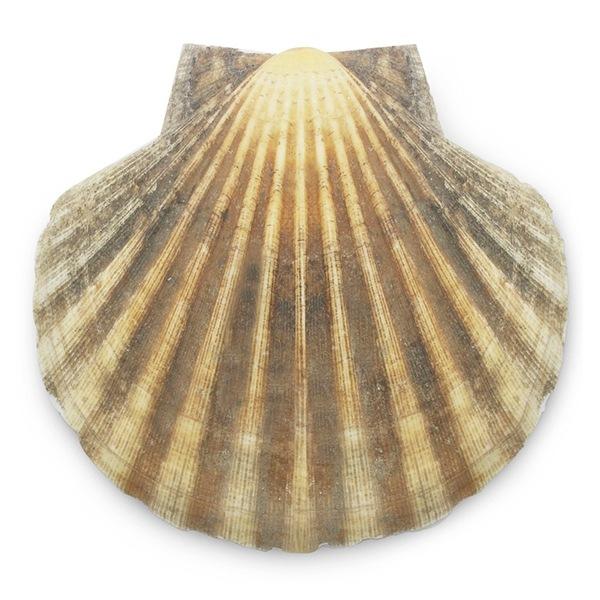 COQUILLE DE PÉTONCLE