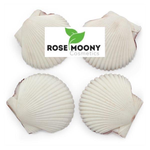 COQUILLE NATURELLE DE PÉTONCLE PECTEN PEXEDATUS