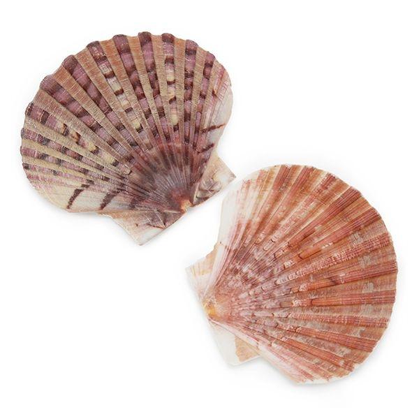COQUILLE PLATE DE PÉTONCLE NATUREL