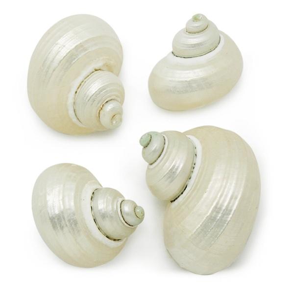 COQUILLES DE CONQUE EN NACRE TURBO BRUNNEUS