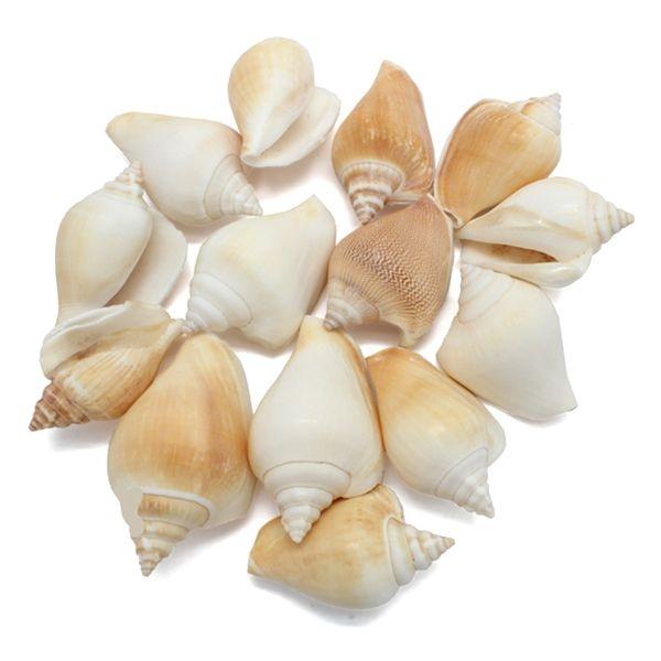 ESCARGOTS DE MER STROMBUS CANARIUM