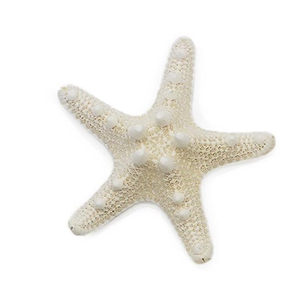 ÉTOILE DE MER A CORNES 2,5-5 CM