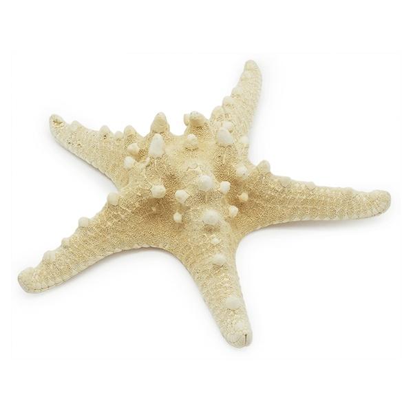 ÉTOILE DE MER A CORNES 7,5 À 9 CM