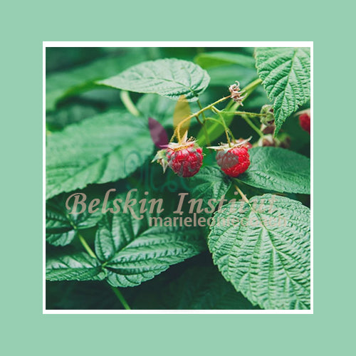 Framboise feuilles - Herbes