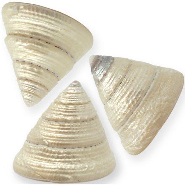 TROCHUS MACULATUS COQUILLAGES EN NACRE